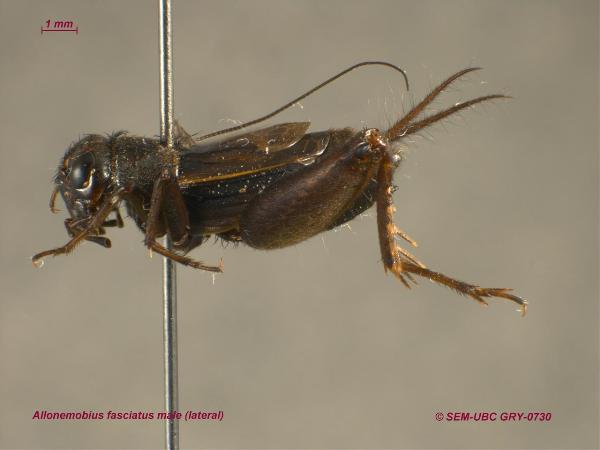 Photo of Allonemobius fasciatus by Spencer Entomological Museum